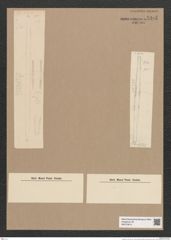 Synedra sp. (de-Toni-Nr.: Genus 66) Zeichnungen Sammlung Grunow Nr. 5385 (NHMW-BOT-W0373813)